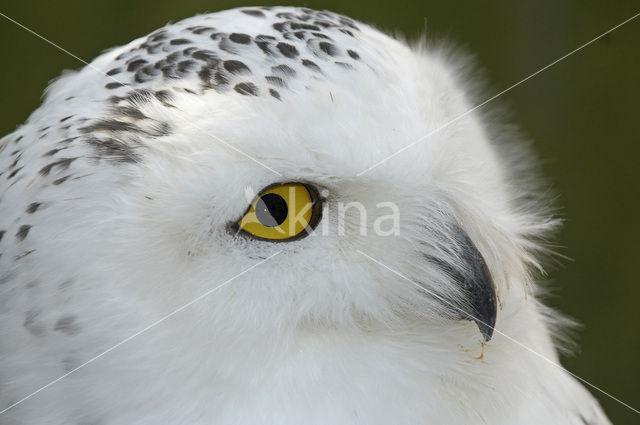 Sneeuwuil (Bubo scandiacus)