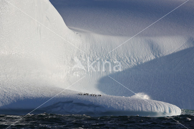 South Shetland islands