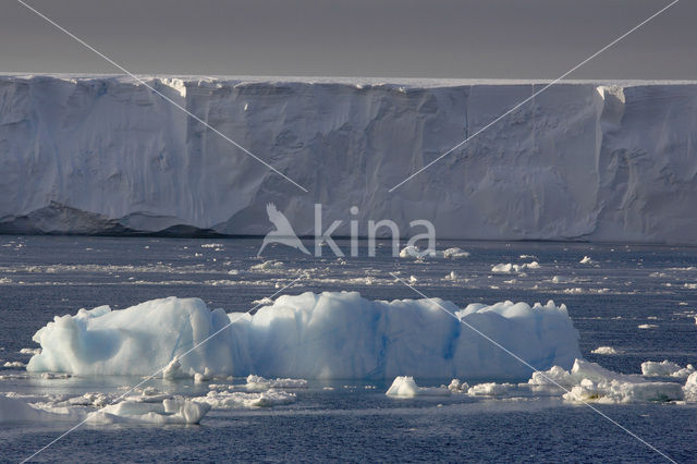 South Shetland islands