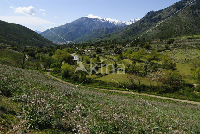 Soveria