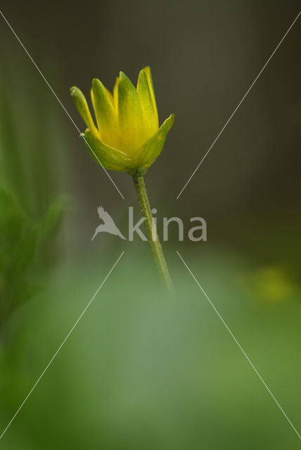 Lesser Celandine (Ranunculus ficaria)