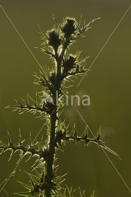 Speerdistel (Cirsium vulgare)