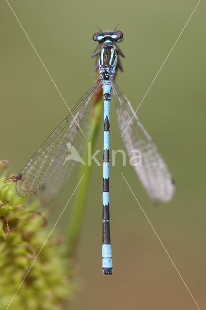 Northern Damselfly (Coenagrion hastulatum)