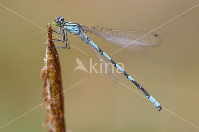 Speerwaterjuffer (Coenagrion hastulatum)