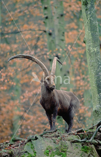 Steenbok (Capra hircus)