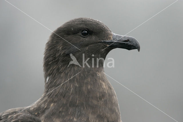 Subantarctische Grote Jager (Stercorarius antarctica)