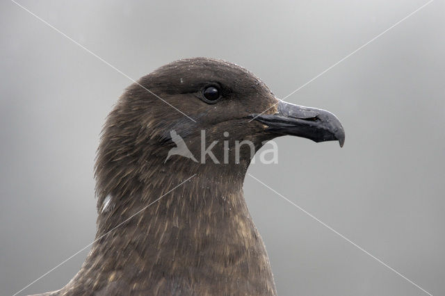 Brown Skua (Stercorarius antarctica)