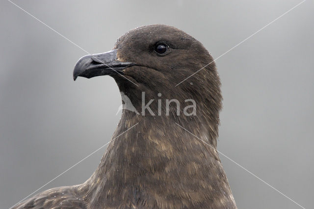 Brown Skua (Stercorarius antarctica)