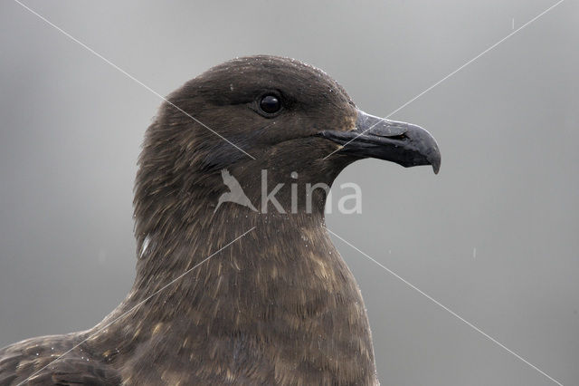 Brown Skua (Stercorarius antarctica)