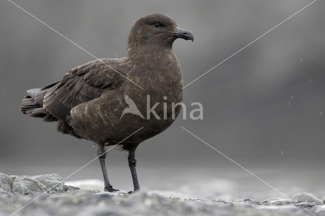 Brown Skua (Stercorarius antarctica)