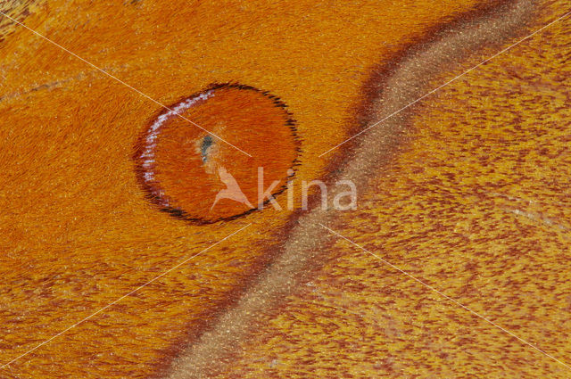 Suraka Silk Moth (Antherina suraka)