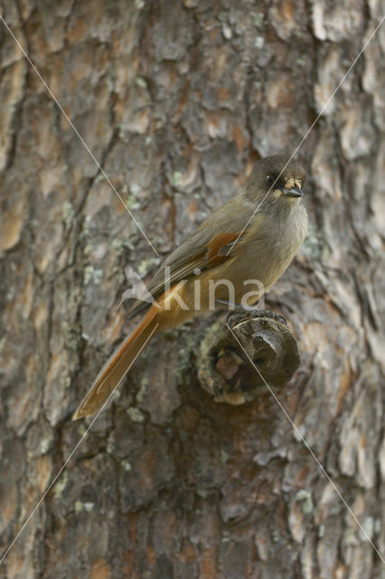 Siberian Jay (Perisoreus infaustus)