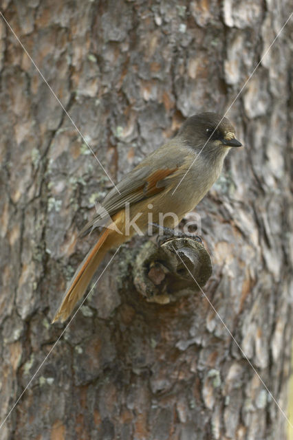 Siberian Jay (Perisoreus infaustus)