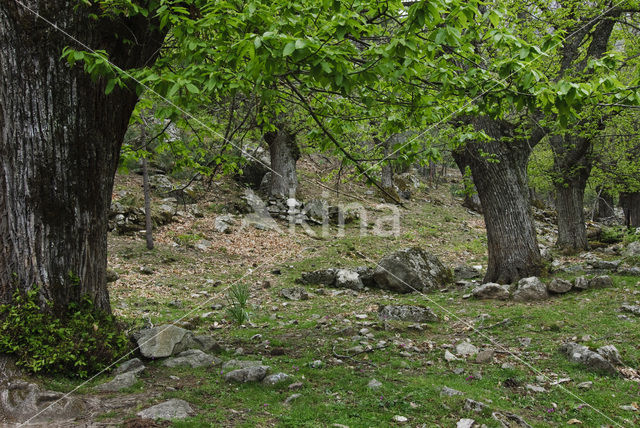 Tamme kastanje (Castanea sativa)