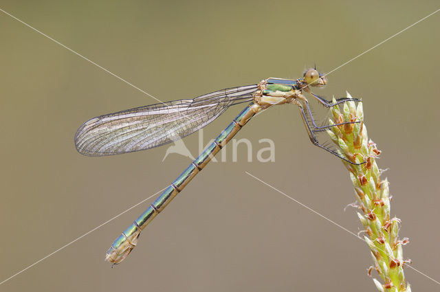 Scarce Emerald Damselfly (Lestes dryas)
