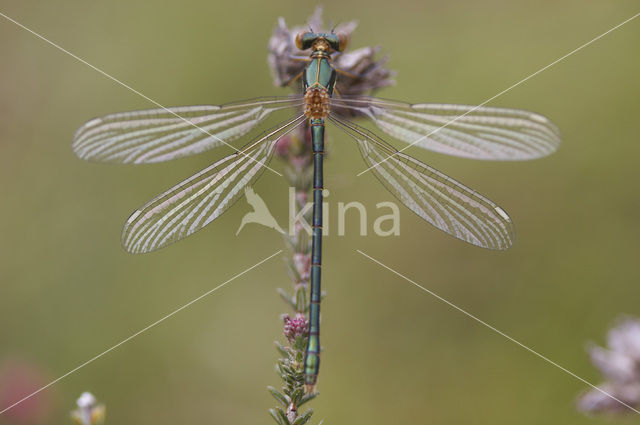 Scarce Emerald Damselfly (Lestes dryas)