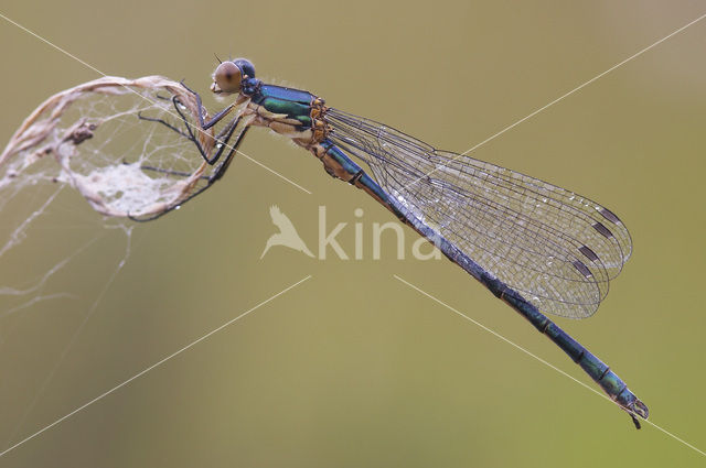 Scarce Emerald Damselfly (Lestes dryas)