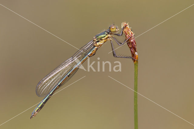 Tangpantserjuffer (Lestes dryas)
