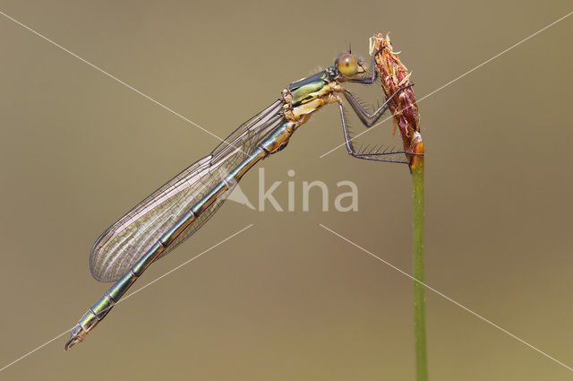 Scarce Emerald Damselfly (Lestes dryas)