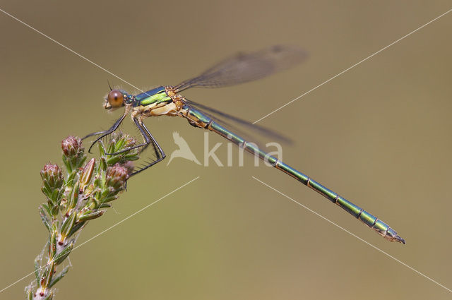 Scarce Emerald Damselfly (Lestes dryas)