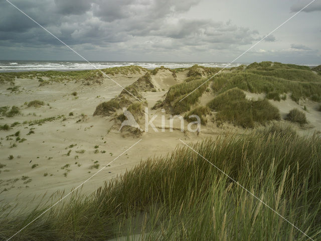 Terschelling