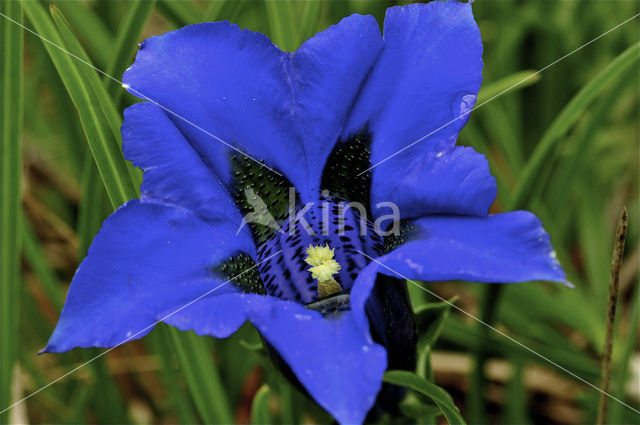 Trompet gentiaan (Gentiana clusii)