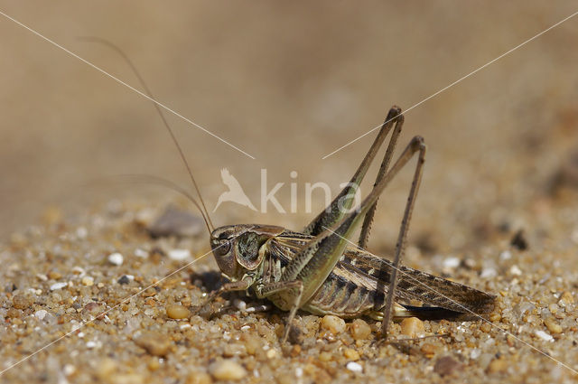 Tuberous Bush-cricket (Platycleis affinis)
