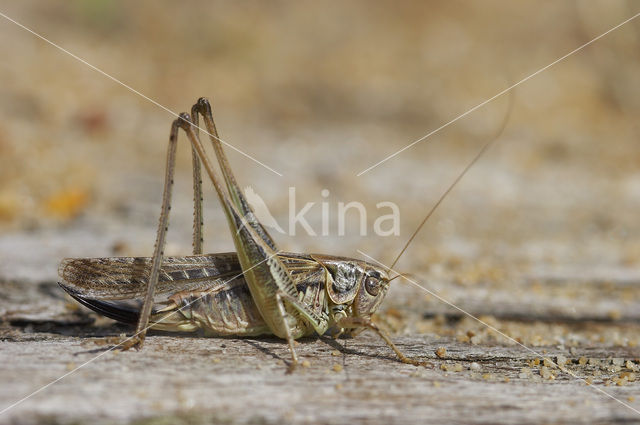 Tuberous Bush-cricket (Platycleis affinis)