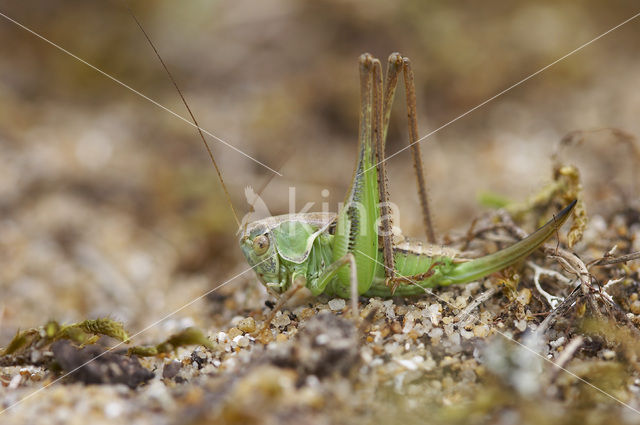 Tuberous Bush-cricket (Platycleis affinis)