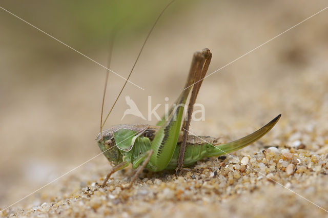 Tuberous Bush-cricket (Platycleis affinis)