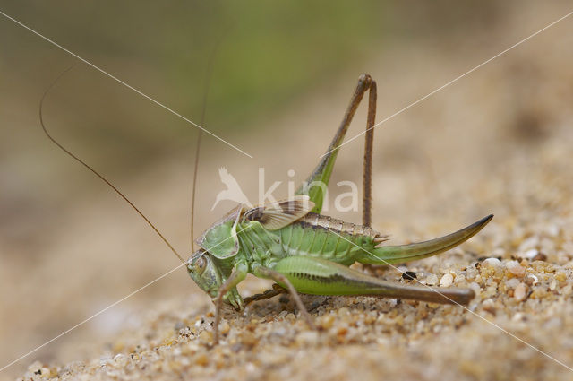 Tuberous Bush-cricket (Platycleis affinis)