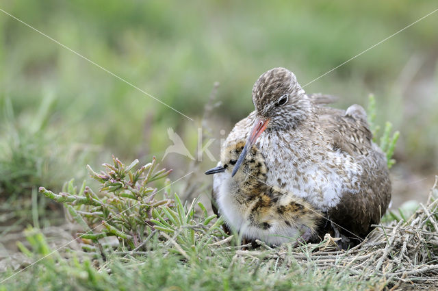 Common Redshank (Tringa totanus)