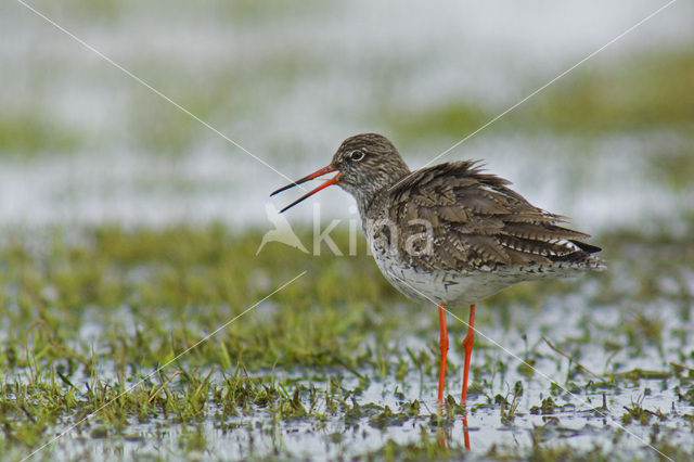 Common Redshank (Tringa totanus)