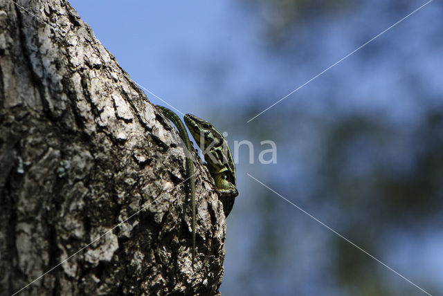 Tyrrhenian Wall Lizard (Podarcis tiliguertus)