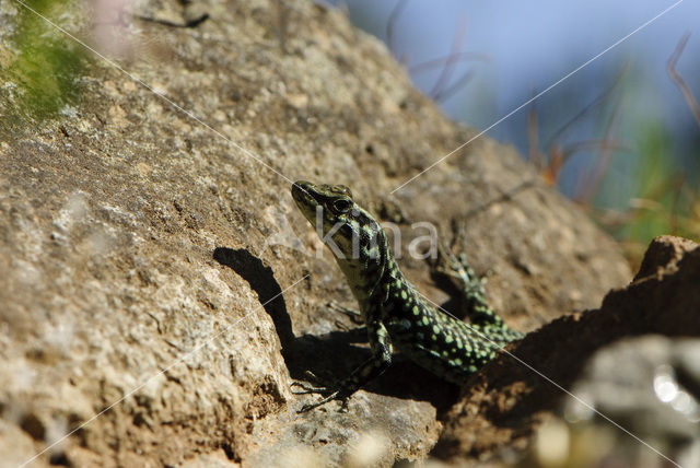 Tyrrhenian Wall Lizard (Podarcis tiliguertus)