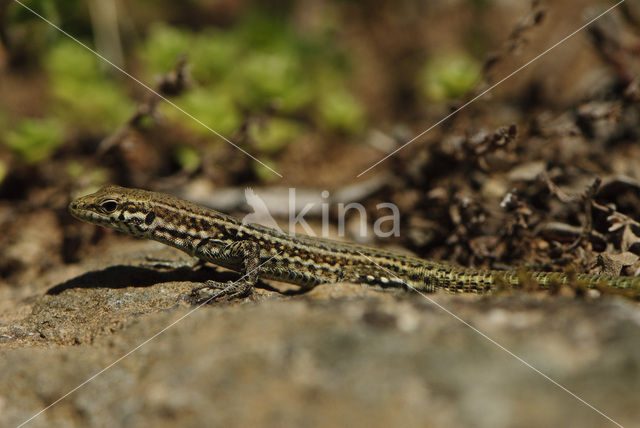 Tyrrhenian Wall Lizard (Podarcis tiliguertus)