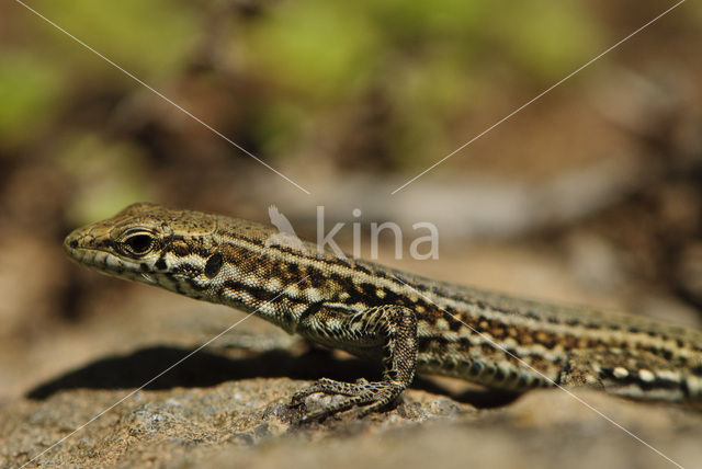 Tyrrhenian Wall Lizard (Podarcis tiliguertus)