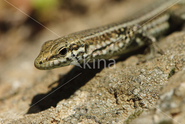 Tyrrhenian Wall Lizard (Podarcis tiliguertus)