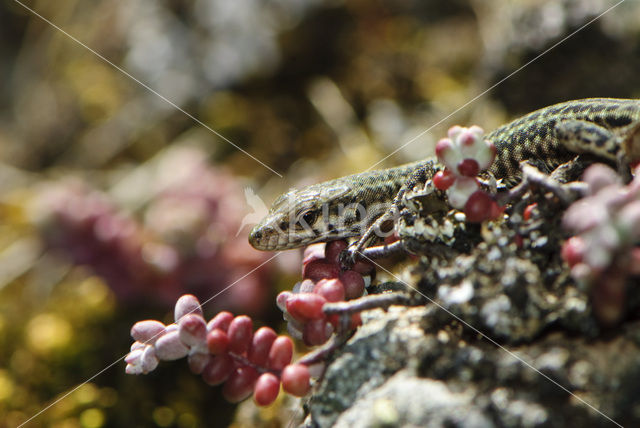 Tyrrhenian Wall Lizard (Podarcis tiliguertus)