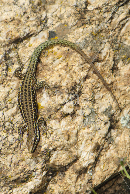Tyrrhenian Wall Lizard (Podarcis tiliguertus)