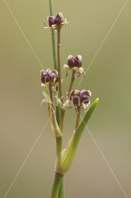 Rannoch-rush (Scheuchzeria palustris)