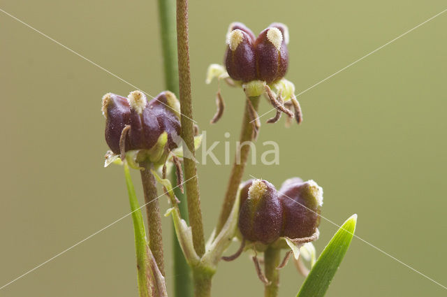 Rannoch-rush (Scheuchzeria palustris)