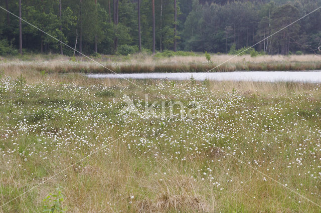 Rannoch-rush (Scheuchzeria palustris)