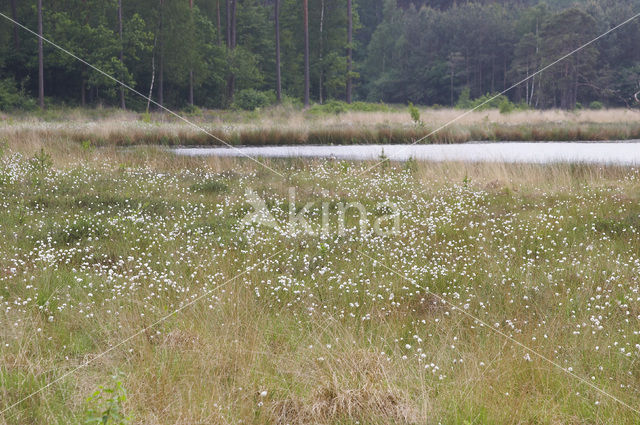 Veenbloembies (Scheuchzeria palustris)