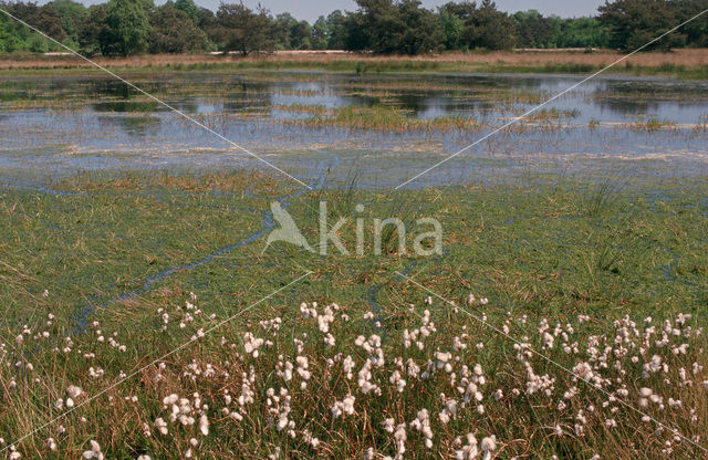 Common Cottongrass (Eriophorum angustifolium)