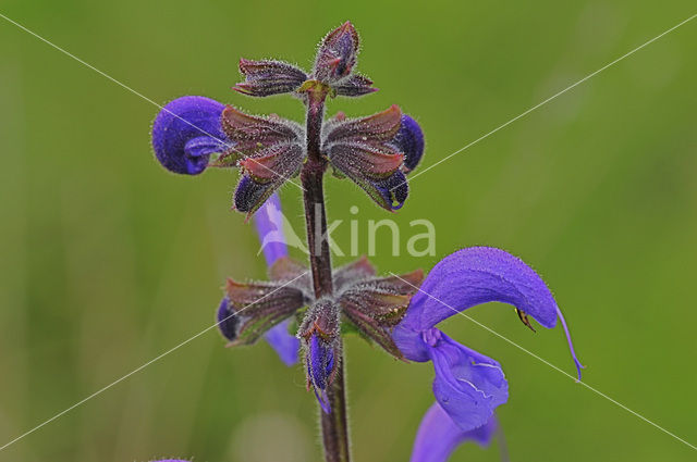 Veldsalie (Salvia pratensis)