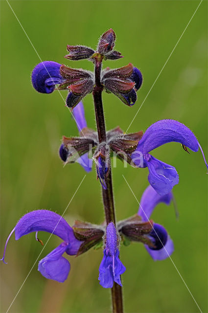 Veldsalie (Salvia pratensis)