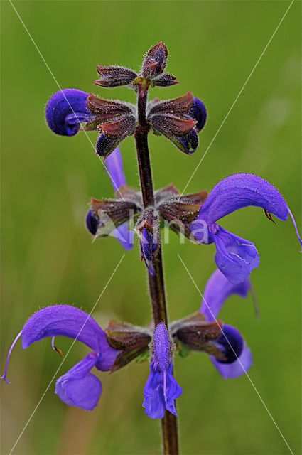 Meadow Clary (Salvia pratensis)