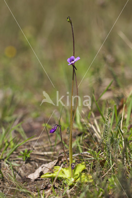Vetblad (Pinguicula vulgaris)