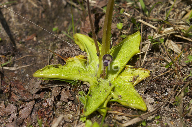 Vetblad (Pinguicula vulgaris)